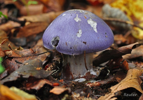 Blauer Klumpfuß (Cortinarius caerulescens)